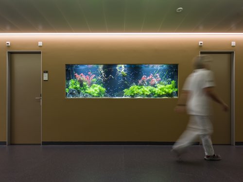 Aquarium Zen